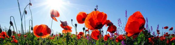 Wij zetten ons in voor de leefbaarheid en kwaliteit van Montfoort en Linschoten